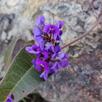 Hardenbergia violacea — flower