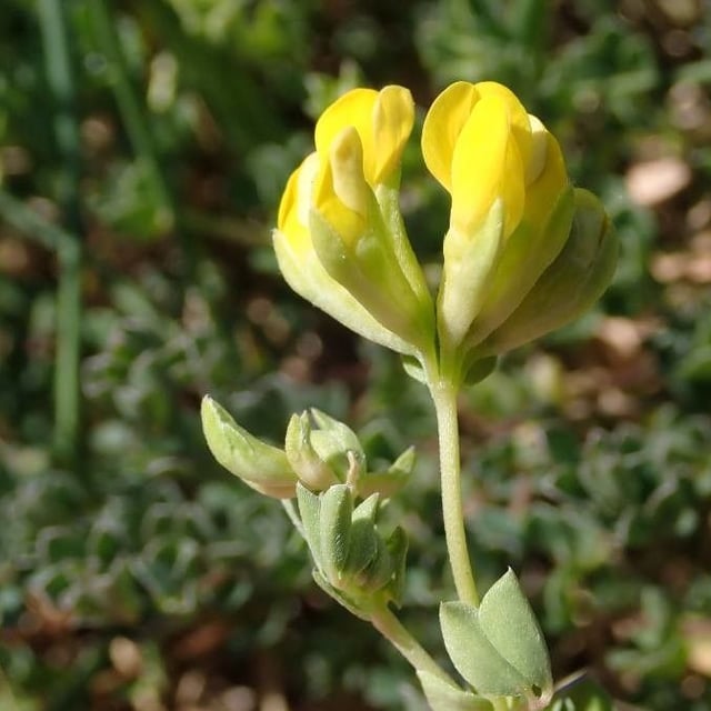 Lotus cytisoides — flower