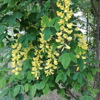 Laburnum alpinum — flower