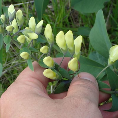 Baptisia bracteata — flower