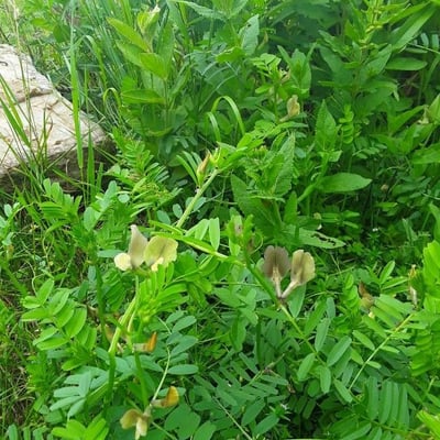 Vicia grandiflora — flower