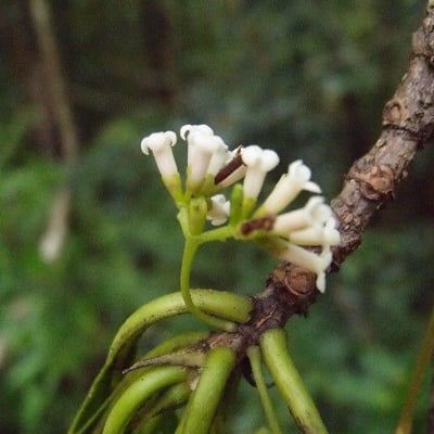 Antirhea borbonica — flower