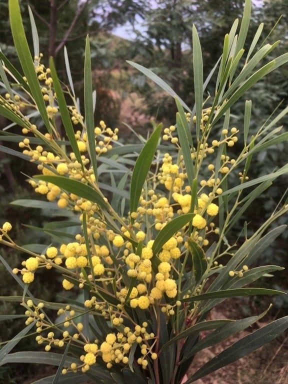 Australian golden wattle