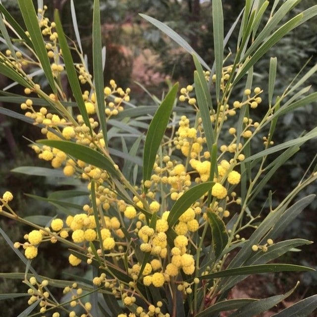 Acacia pycnantha — flower