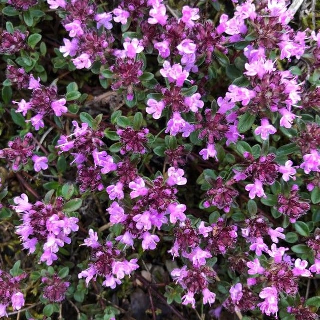 Thymus serpyllum — flower