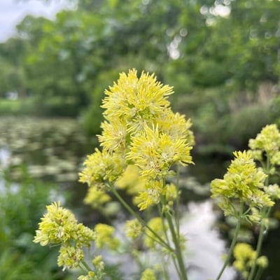 Thalictrum flavum — flower