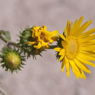 Grindelia ciliata — flower