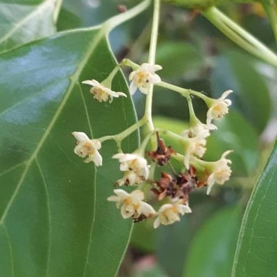 Cinnamomum camphora — flower