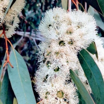 Eucalyptus globulus — flower