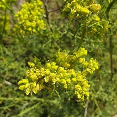 Ruta montana — flower