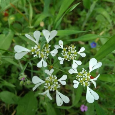 Tordylium apulum — flower
