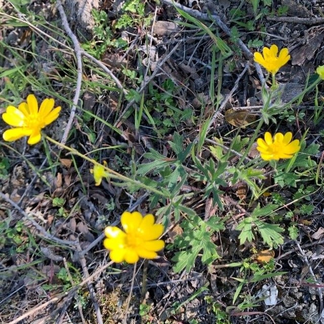 Ranunculus californicus — flower