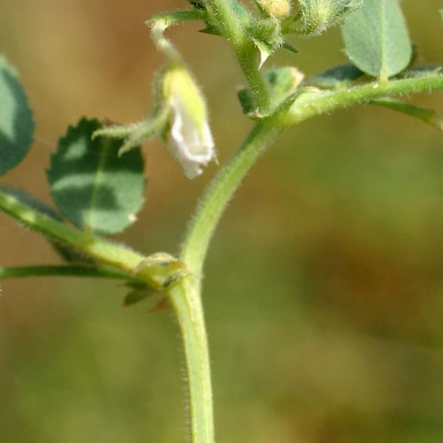 Cicer arietinum — flower