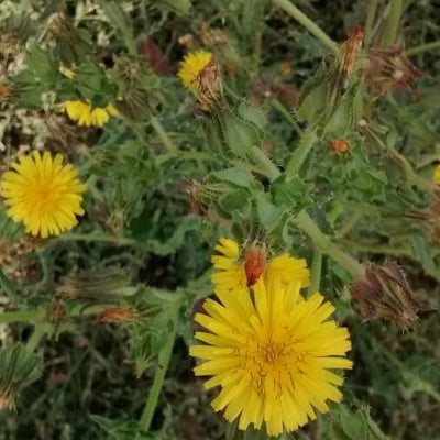 Helminthotheca echioides — flower