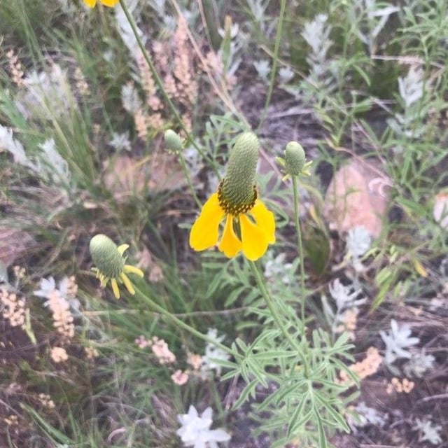 Ratibida columnifera — flower