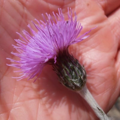 Cirsium dissectum — flower