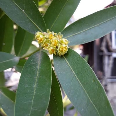 Umbellularia californica — flower