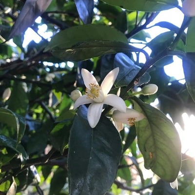 Citrus × aurantium — flower