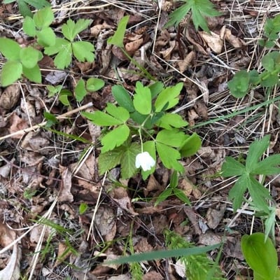 Anemone quinquefolia — flower