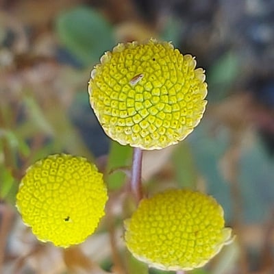 Cotula coronopifolia — flower