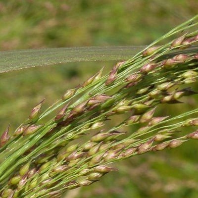 Panicum virgatum — flower