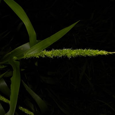 Hymenachne amplexicaulis — leaf