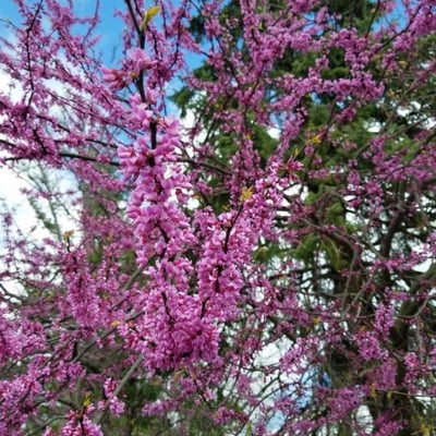 Cercis canadensis — flower