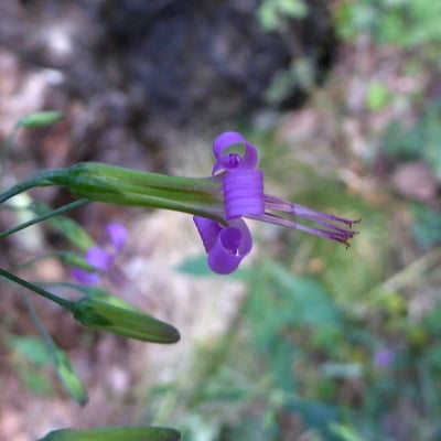 Prenanthes purpurea — flower