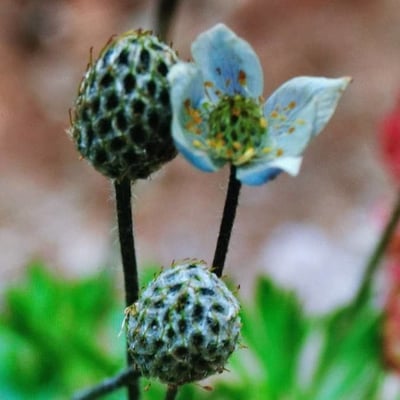 Anemone multifida — flower