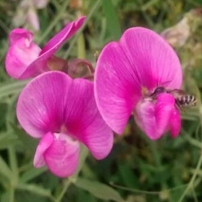 Lathyrus tuberosus — flower