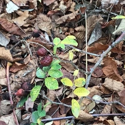 Rosa caesia — leaf