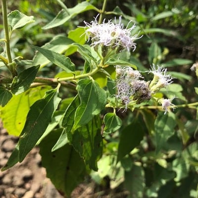 Chromolaena odorata — flower