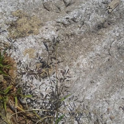 Eragrostis minor — flower