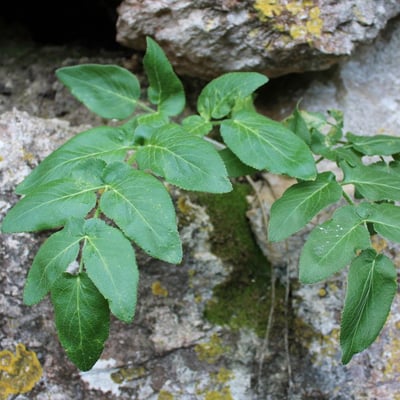 Opopanax chironius — leaf