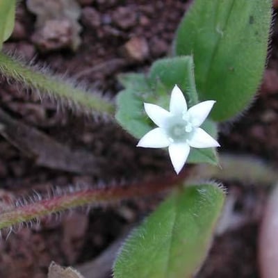 Richardia brasiliensis — flower