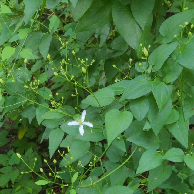 Clematis terniflora — flower