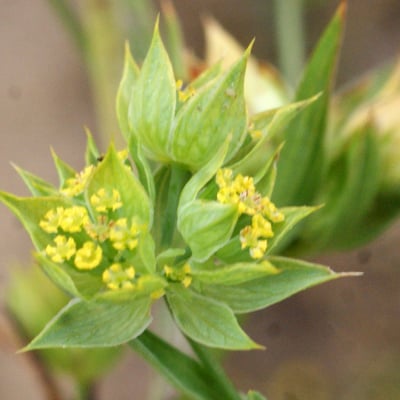 Bupleurum baldense — flower