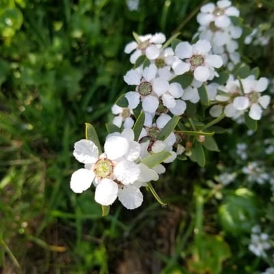 Leptospermum laevigatum — flower