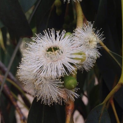 Eucalyptus pauciflora — flower
