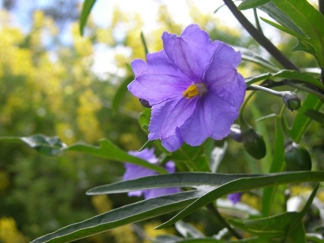 Forest nightshade