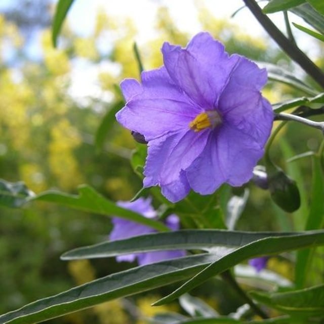 Solanum nudum — flower