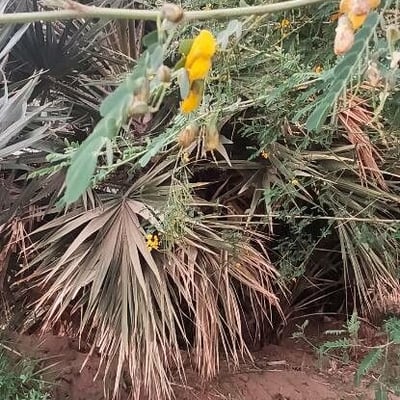Sesbania sesban — flower