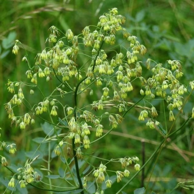 Thalictrum minus — flower