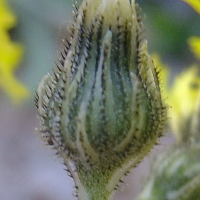 Pilosella lactucella — flower