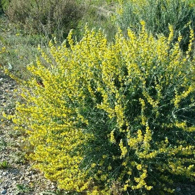 Anthyllis cytisoides — flower