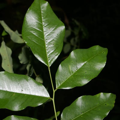 Dalbergia frutescens — leaf