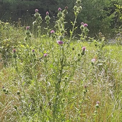 Cirsium discolor — flower