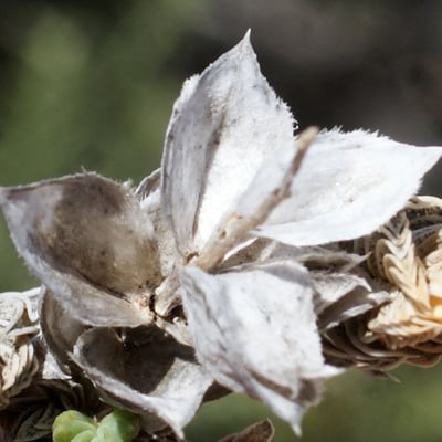 Crucianella maritima — flower