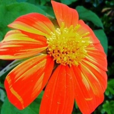 Tithonia rotundifolia — flower