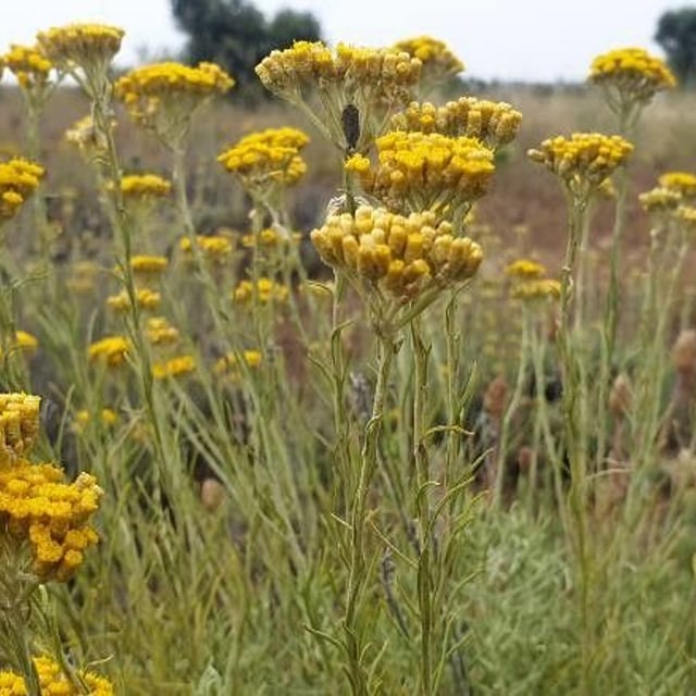 Helichrysum italicum — flower